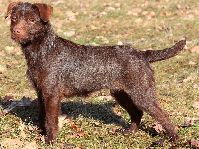 Patterdale Terrier thumbnail